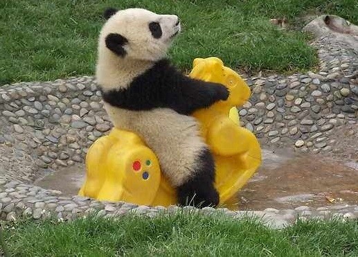 panda